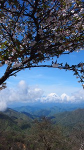 まだ、さくらは咲いています（桜と富士山）